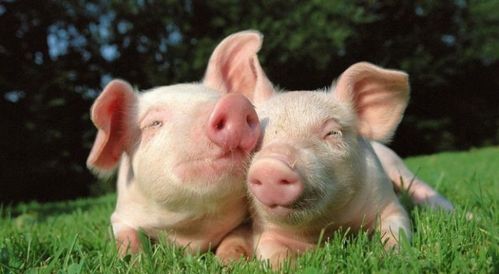 出口畜禽原料養殖場及水產養殖場備案辦事指南