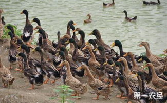 新疆于田麻鴨 特色畜禽資源新成員，點亮水產(chǎn)養(yǎng)殖新圖景