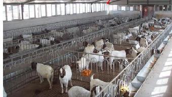 山東泰安 規(guī)模化養(yǎng)殖賦能，山羊產(chǎn)業(yè)煥發(fā)新活力