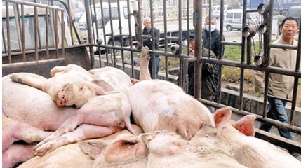 箱式密封自卸式恒溫?zé)o害化處理車 畜禽處理設(shè)備的價格解析與選購指南