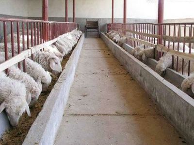 濰坊農(nóng)村畜禽養(yǎng)殖致富路 選對品種與模式是關(guān)鍵